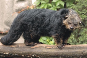 Binturong