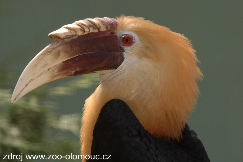 ZOO Olomouc - Zoboroec temn